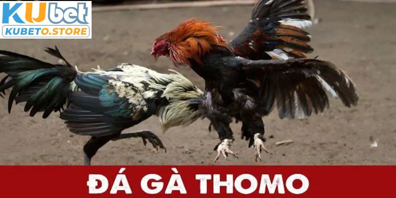 da-ga-thomo-so-luoc